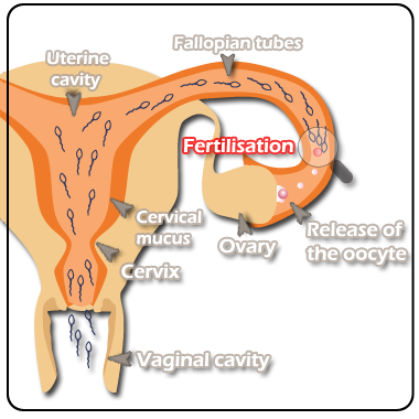 ovulazione